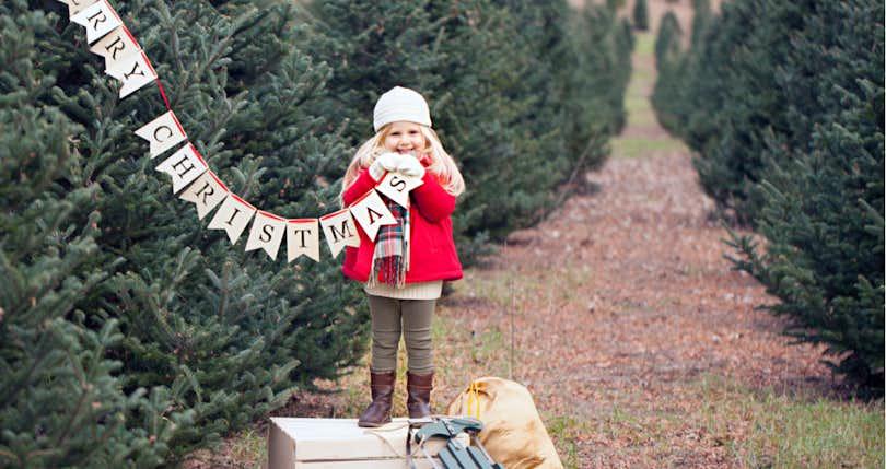 Looking for a Christmas Tree Farm for Sale? Read This First